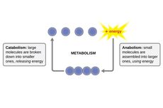 Kegiatan Metabolisme yang Termasuk dan Tidak Termasuk Anabolisme