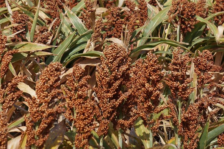 Ilustrasi tanaman sorgum.