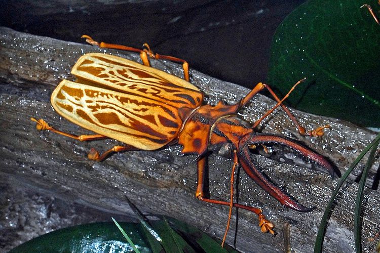 Sabertooth longhorn beetle 
