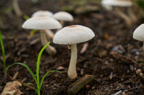 Kingdom Fungi: Ciri-ciri dan Jenisnya
