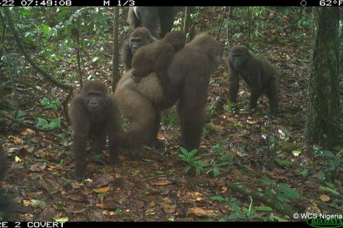 Gorila Langka di Dunia Tertangkap Kamera, Gendong Anak di Punggungnya