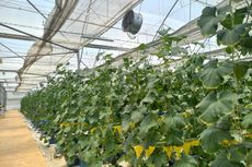 Manfaatkan Teknologi Pertanian, Begini Cara Petani Muda Semarang Kembangkan Melon Hidroponik 