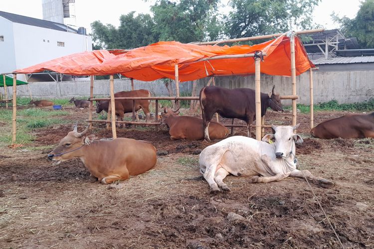 Sapi kurban di Tangerang Selatan