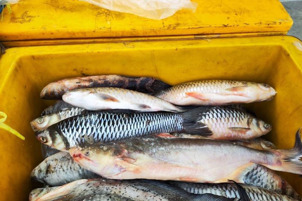 Ikan air tawar Kapuas Hulu yang diminati di Negara Malaysia.