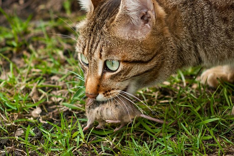 Ilustrasi kucing - Kucing sedang memburu di alam liar.