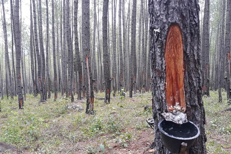 Hutan Pinus PT Tusam Hutani Lestari di Aceh Tengah 