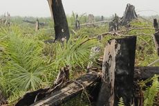 Kisah Pohon Kelapa Sawit di Tengah Tunggul Kayu yang Terbakar