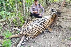 1 Lagi Harimau Sumatera Mati di Aceh Timur, Ini Penyebabnya