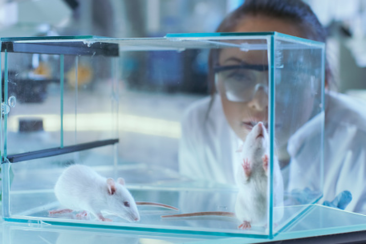 Ilustrasi tikus dalam uji laboratorium