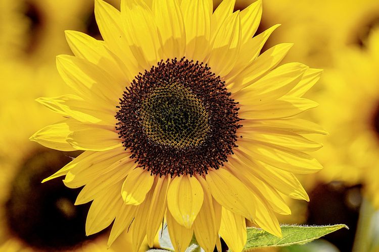 Ilustrasi bunga matahari. 