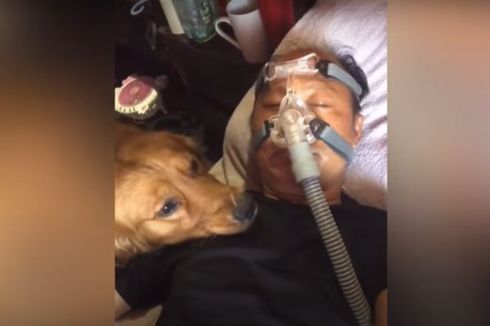 Viral Video Anjing Setia Temani Pemiliknya yang Tidur Memakai Ventilator