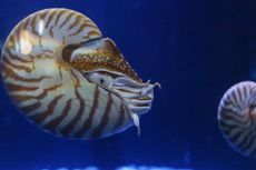 6 Hewan Laut Unik nan Langka di Jakarta Aquarium