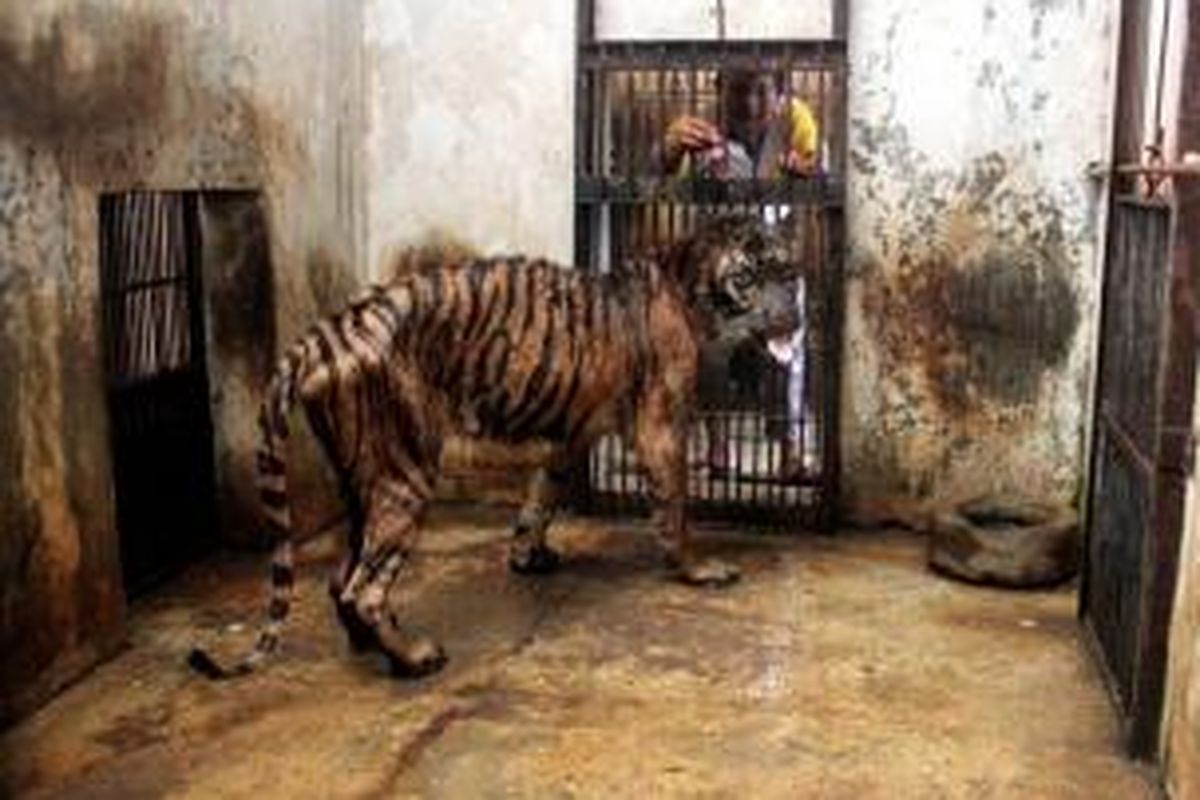 Petugas memberi makan harimau sumatera (Panthera tigris sumatrae) betina bernama Melani berusia 15 tahun kini sedang sakit dan dan didiagnosis mengalami gangguan pencernaan di Kebun Binatang Surabaya, Rabu (15/4/2013). Harimau ini kurus dan dalam kondisi kritis.