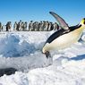 Populasi Hewan dan Tumbuhan Antartika Menurun pada Tahun 2100
