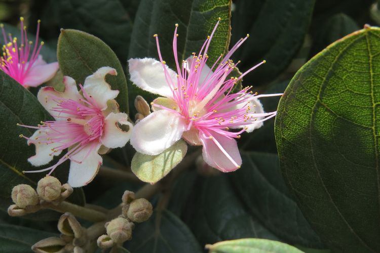 Ilustrasi tanaman kemunting atau karamunting (Rhodomyrtus tomentosa), daun kemunting.