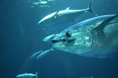 Kenapa Tuna Bluefin Mahal dan Tidak Ada dalam Kemasan Kaleng?