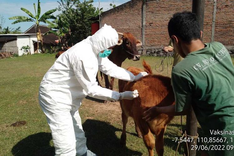 Proses vaksinasi PMK di Kota Solo, Jawa Tengah