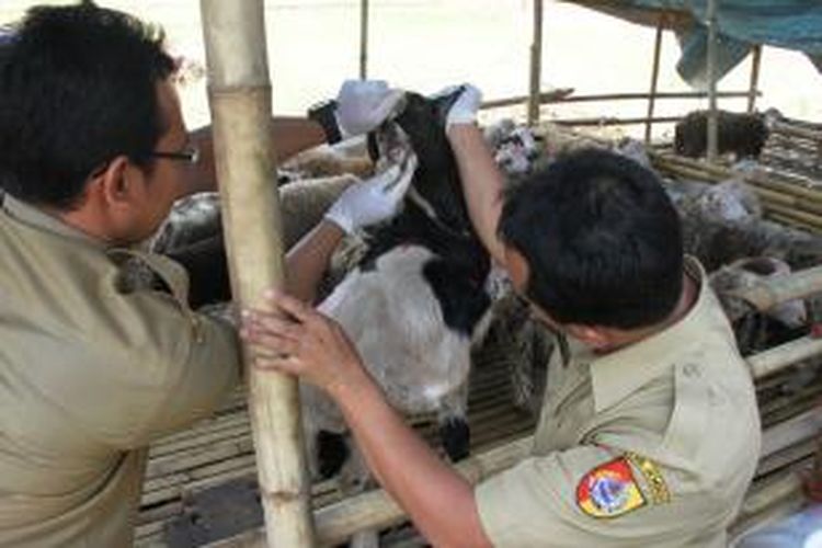 Petugas dari Dinas Peternakan Perikanan Dan Kelautan (Disnakkan) Pemerintah Kabupaten Jember, Jawa Timur, melakukan pemeriksaan terhadap hewan qurban, Rabu (01/10/2014).