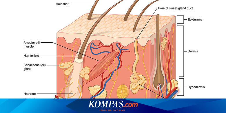 Hipodermis, Lapisan Kulit Bawah Tempat Lemak Tersimpan
