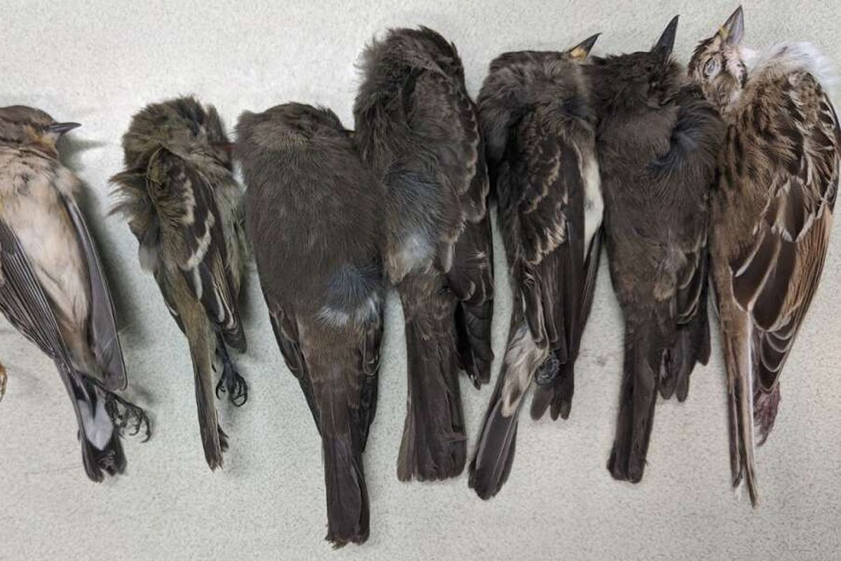 Ratusan ribu, bahkan jutaan burung migran mati secara misterius di Amerika . Kematian massal burung migran ini adalah fenomena yang belum pernah terjadi sebelumnya.