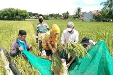 Program Makmur, Upaya PT Pupuk Indonesia Tingkatkan Produktivitas dan Kesejahteraan Petani