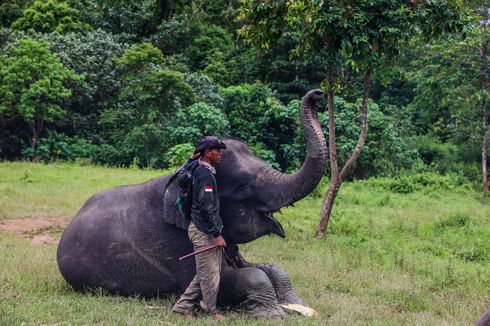 Gajah Sumatra, Spesies Gajah yang Hampir Punah