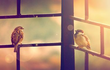Burung yang sakit keras biasa melipat bulunya kemudian mengigil parah.