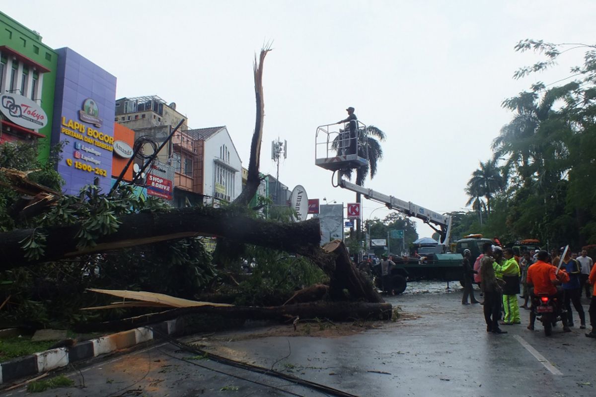 Petugas sedang mengevakuasi pohon tumbang terjadi di Jalan Sudirman, Kota Bogor, Sabtu (16/2/2019).