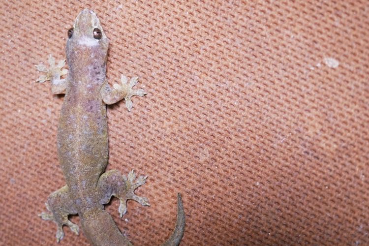 7 Cara Mengusir Cicak dari Rumah, Bisa Pakai Kulit Telur
