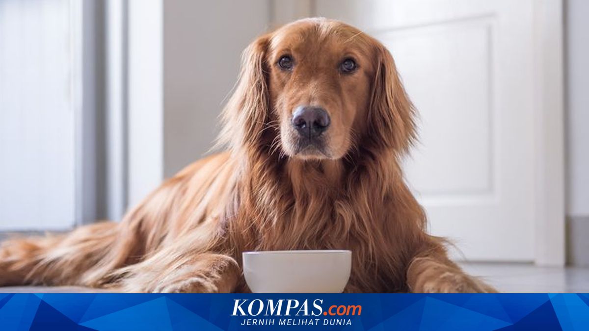 DPRD DIY Sahkan Perda Keamanan Pangan, Peredaran Daging Anjing Dilarang