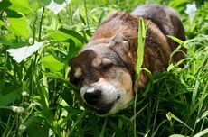 5 Alasan Anjing Memakan Rumput dan Cara Menghentikannya