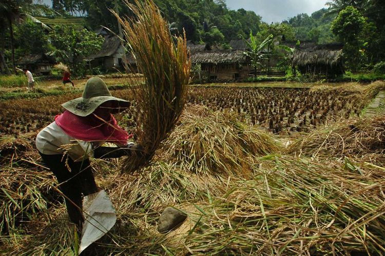 Foto dirilis Rabu (30/1/2019), menunjukkan warga merontokan padi saat panen raya di Kampung Naga, Kabupaten Tasikmalaya, Jawa Barat. Warga Kampung Naga merupakan salah satu masyarakat adat yang masih memegang tradisi nenek moyang mereka, salah satunya adalah tradisi panen padi.