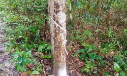 Industri Karet di Kalbar Bertahan dari Krisis Iklim dan Kepungan Sawit