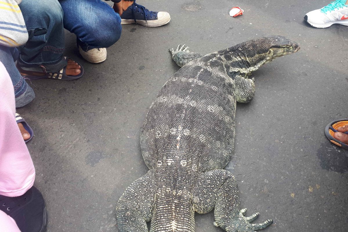 Biawak bernama Momon di Jalan Jenderal Sudirman, tepatnya samping Halte Transjakarta Tosari, Jakarta Pusat, Minggu (10/2/2019). 