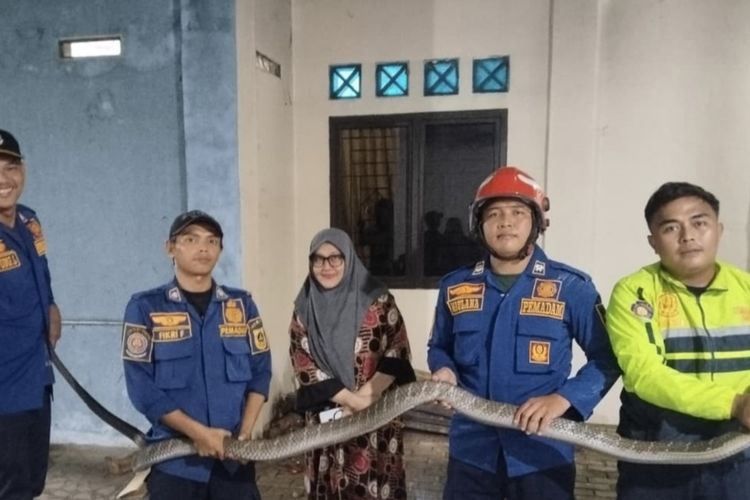 King Kobra 4 Meter Masuk Garasi Rumah Warga Parung Panjang