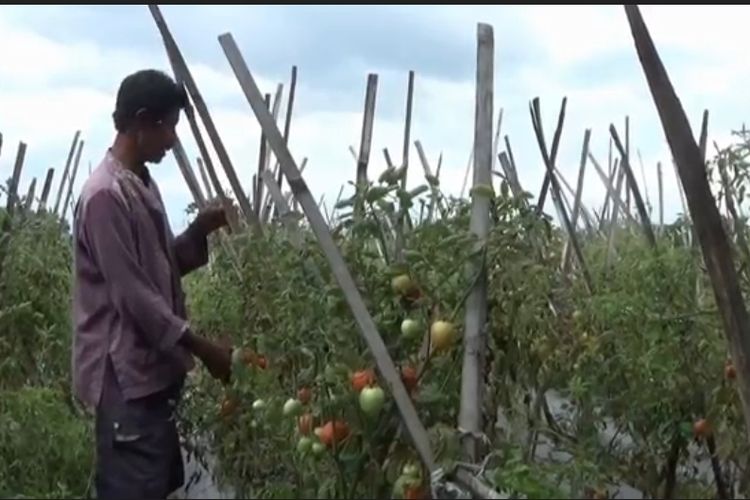 Petani tomat di Magetan enggan panen hasil berkebunnya karena harganya anjlok hingga Rp 700