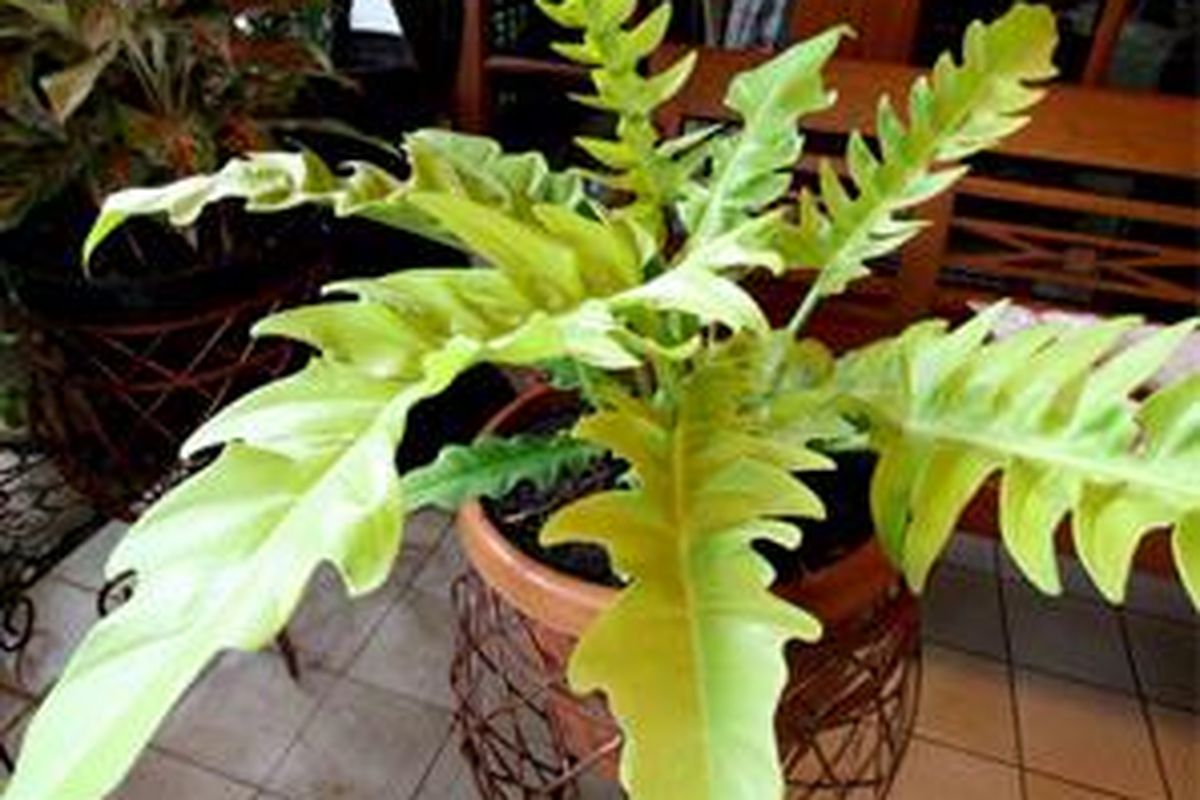 Daunnya berwarna keemasan. Sosoknya jarang ditemui. Inilah keistimewaan Philodendron Crocodile Gold.