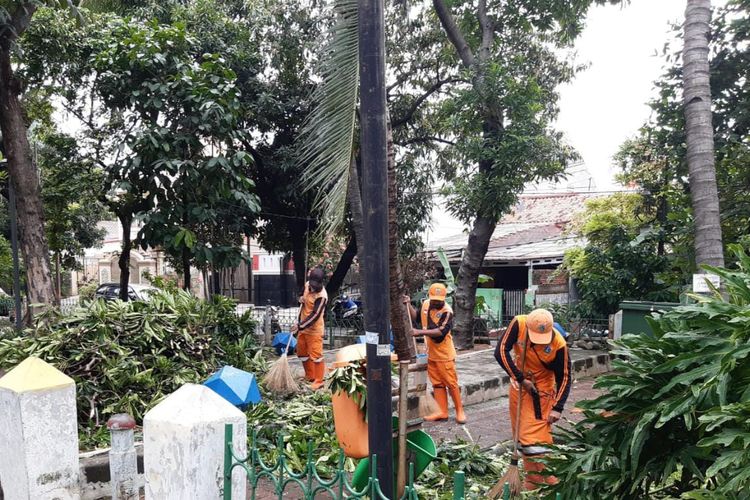 Petugas menangani 12 pohon yang tumbang di wilayah Jakarta Utara pada Kamis (9/2/2023). Pohon tumbang dikarenakan hujan dan angin kencang. 
