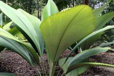 Mengenal Daun Sang, Tanaman Unik yang Ditemukan di Pedalaman Sumatera oleh Profesor Asal Belanda