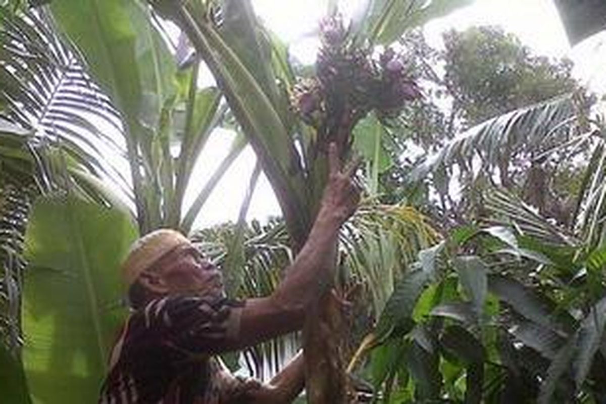 Pisang unik bertandan tiga dan memiliki jantung pisang lima buah