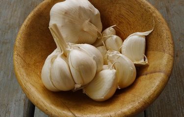 Ilustrasi bawang putih. 