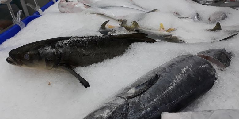 Apa Itu King Cobia, Ikan yang Belum Pernah Dimasak Peserta MasterChef? - Vimarsana News