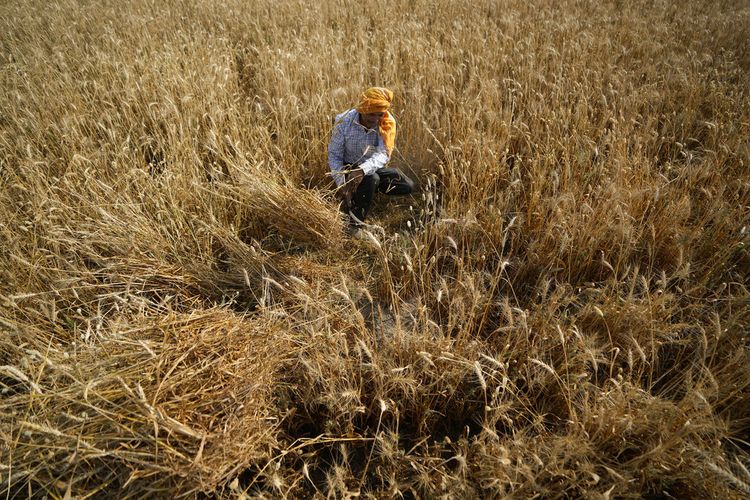 Seorang petani memanen gandum di pinggiran Jammu, India, Kamis, 28 April 2022. 