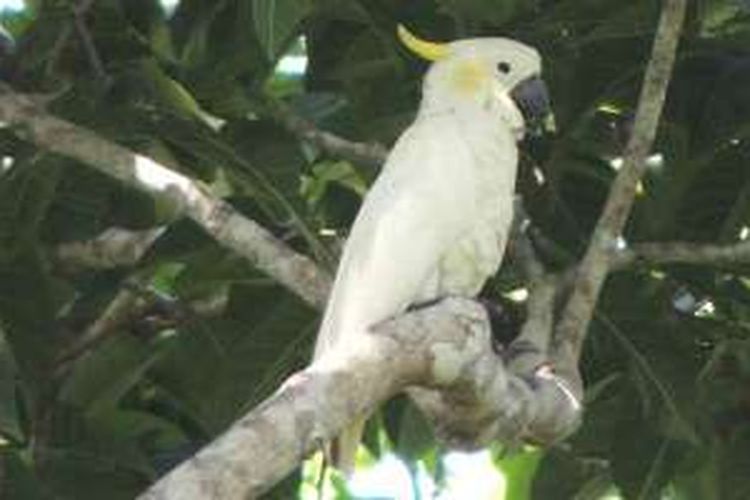 Burung kakatua kecil jambul kuning flores.