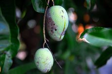 Kenali Ciri Mangga Terserang Hama Tanaman