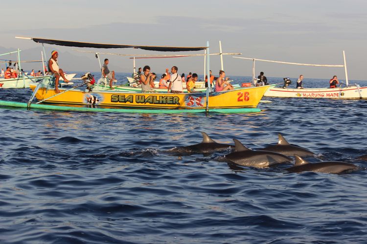 Wisatawan melihat lumba-lumba di Buleleng, Bali. 