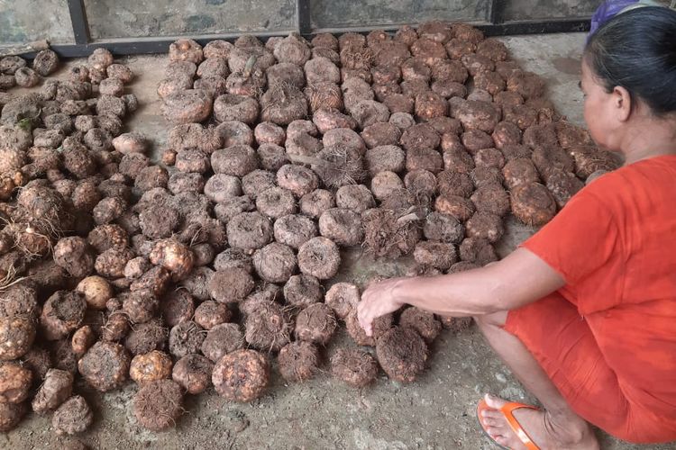 Bibit porang yang dibeli dari Surabaya siap ditanam petani di Tanah Bumbu, Kalsel yang mulai menekuni tanaman porang. 