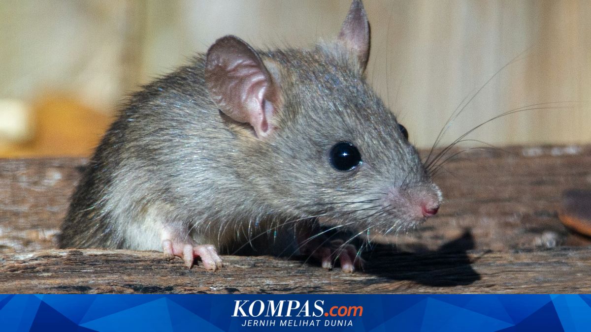 Tak Hanya Bikin Gambar, AI Kini Ikut Berburu Tikus