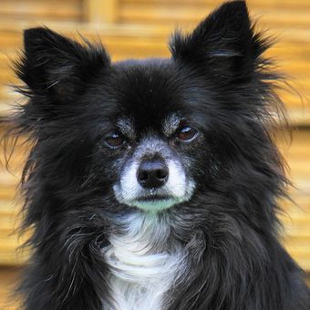 Ilustrasi anjing Chihuahua, hidung anjing chihuahua. 