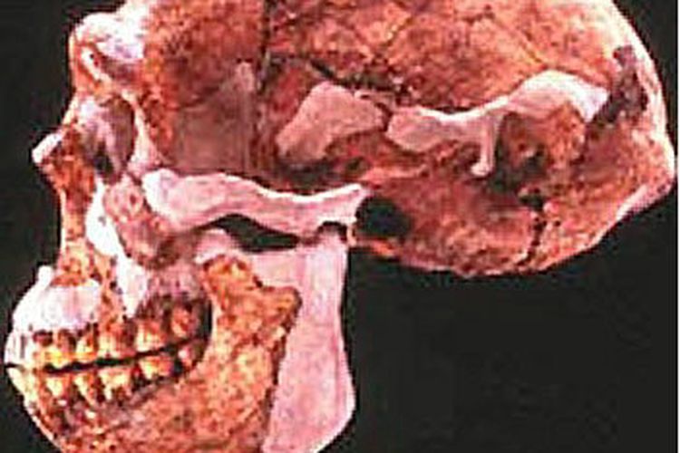 Tengkorak manusia peking atau sinanthropus pekinensis. [Via Chinawhisper.com]